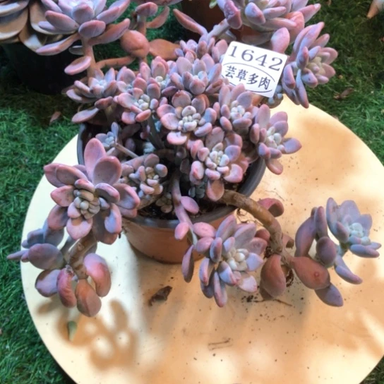 红洛神，1642，一物一拍