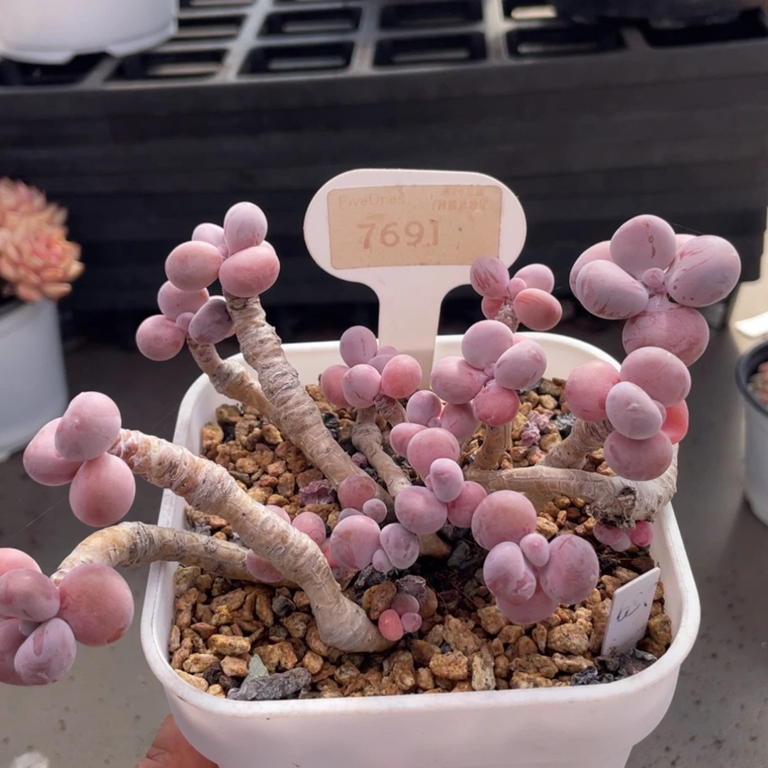 桃蛋7691-13.6厘米