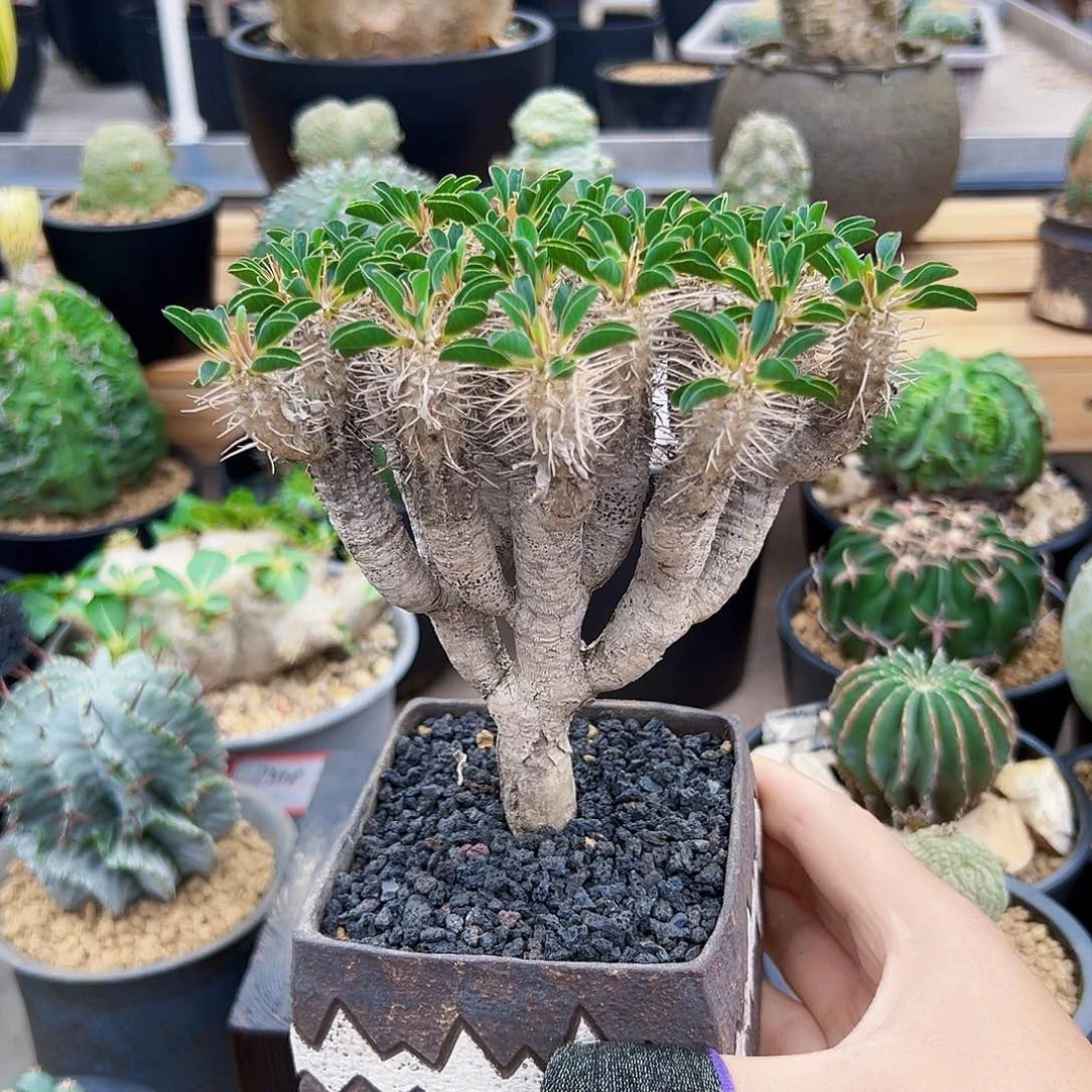 小鬼切Wwwwwwwwwwwwww