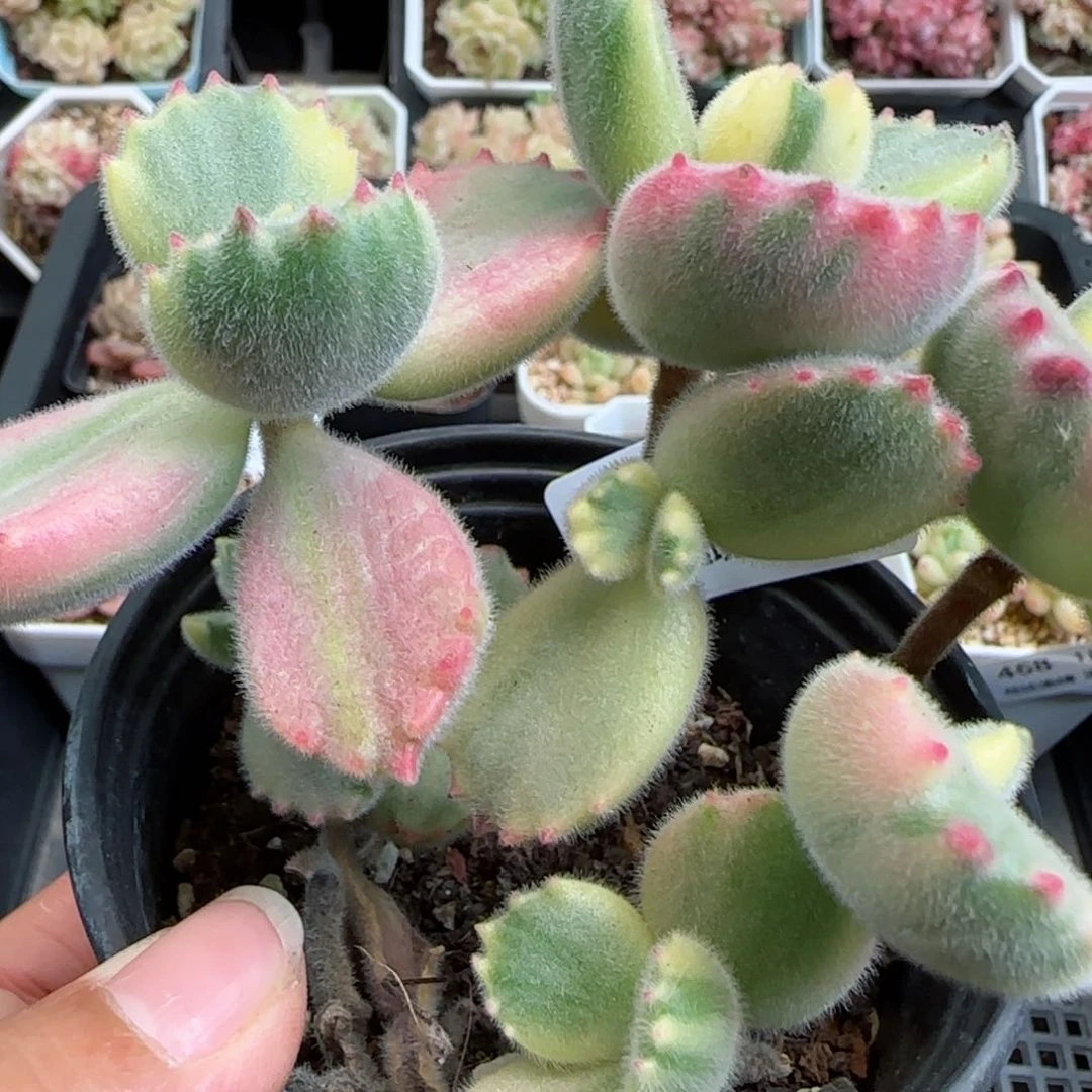 花语逸镜0125-469