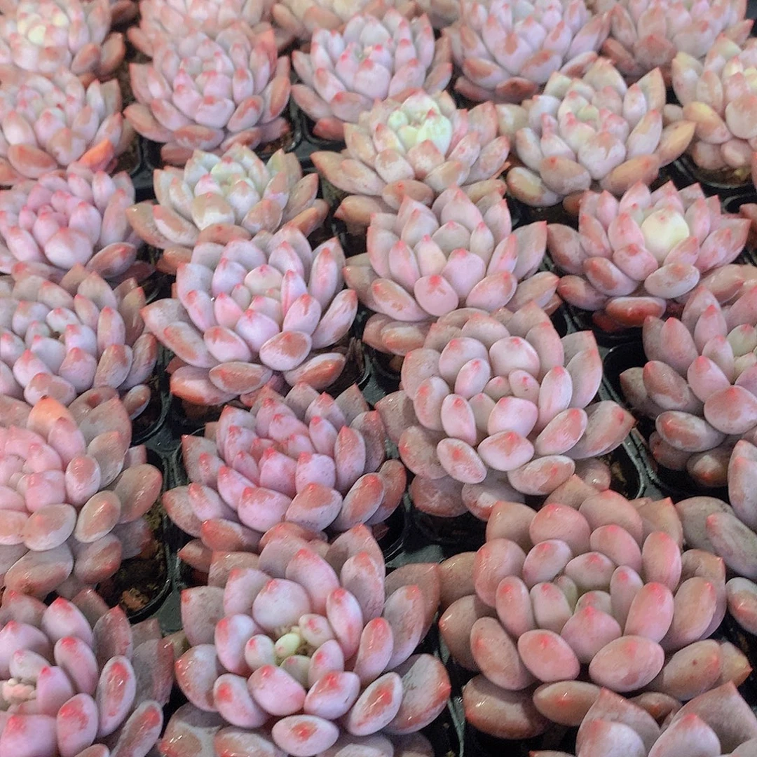 半夏3457799000000000