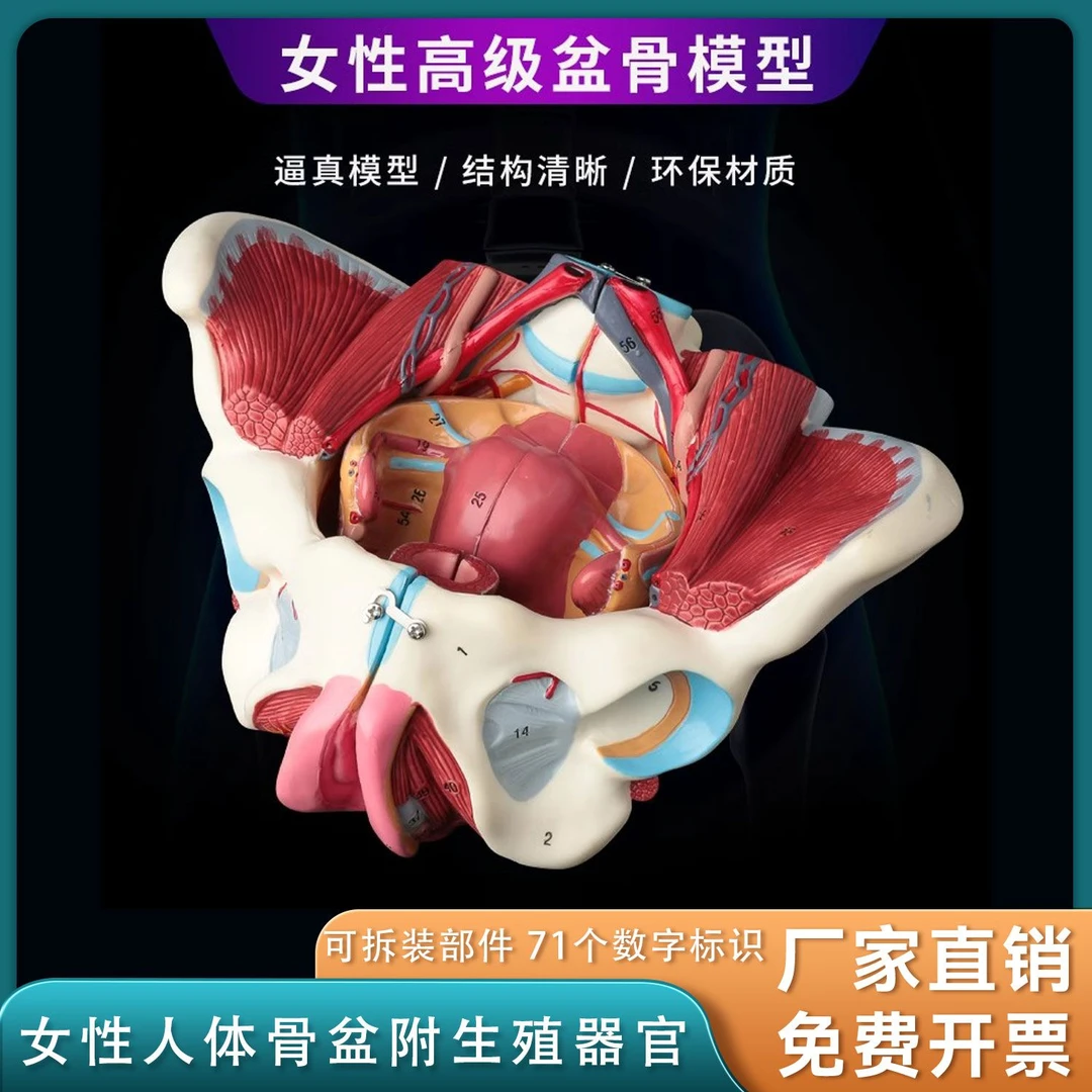 女性人体骨盆附生殖器官分娩演示教学盆底肌模型血管神经肌肉解剖