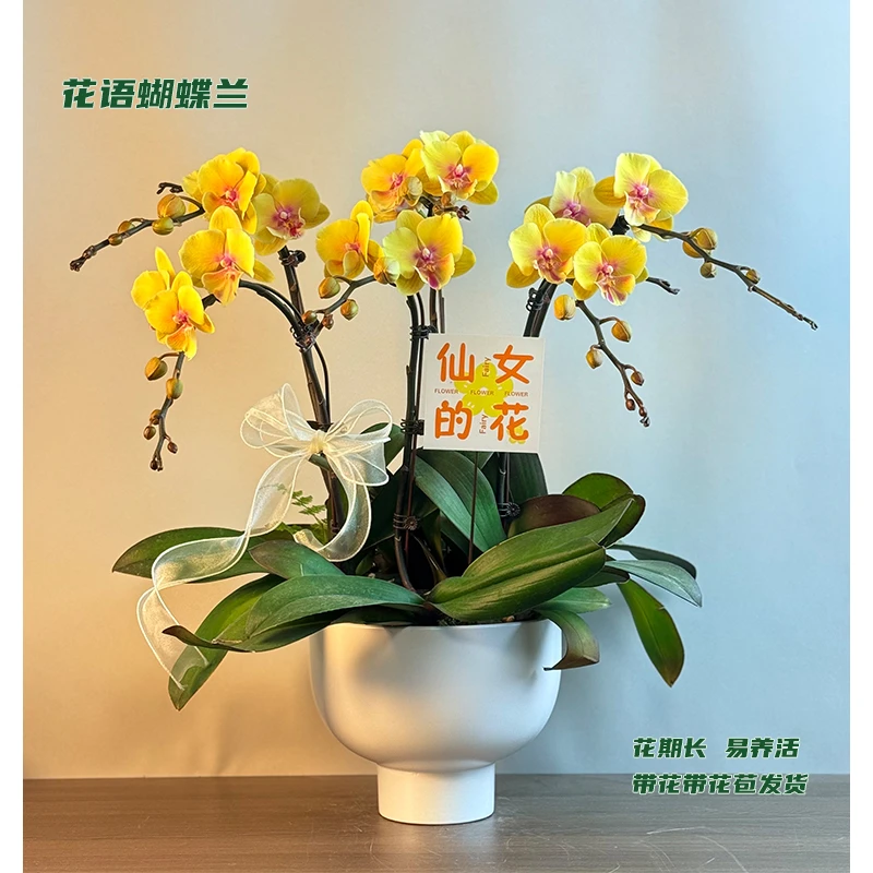 蝴蝶兰【永利黄金】 带花带花苞发货 室内客厅阳台花卉 好养易活