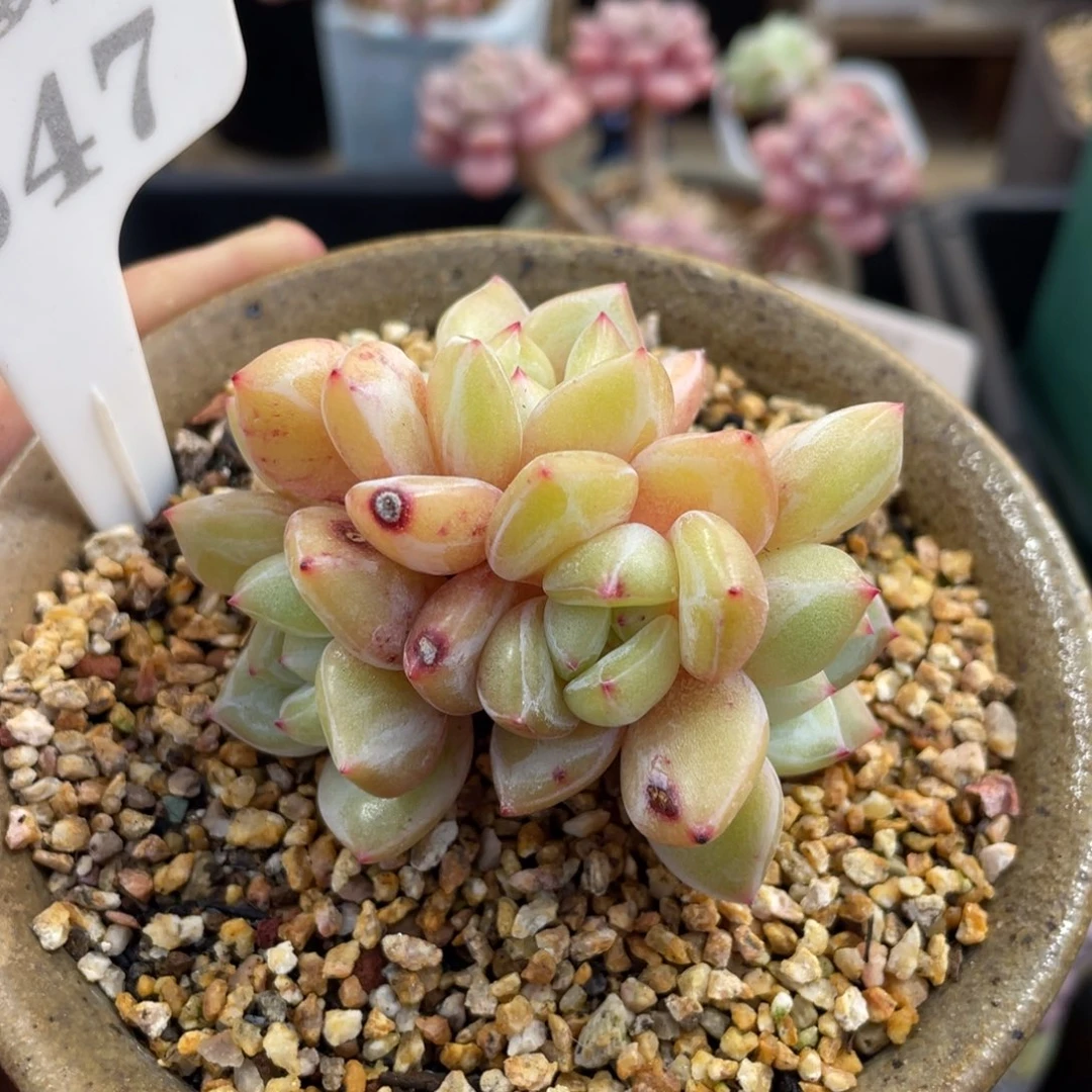 0647香槟不带盆7厘米