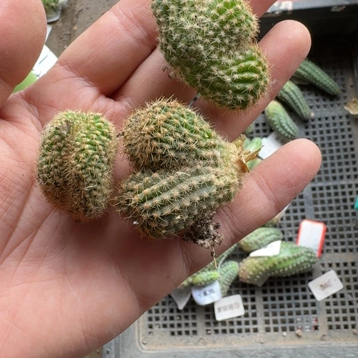 238彩草514.2缀化歪3公分左右