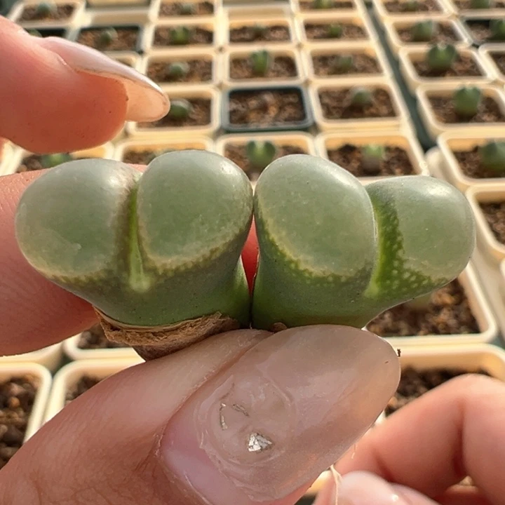 320。 优选超好看大鼓窗风铃。 下播福利。