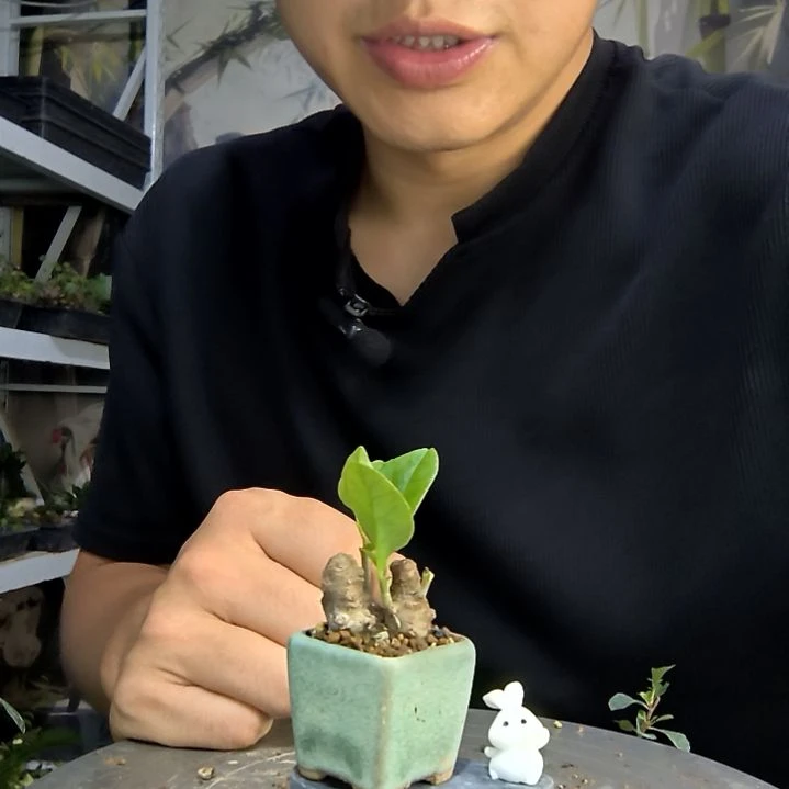 神**猫中青园艺一物一拍449