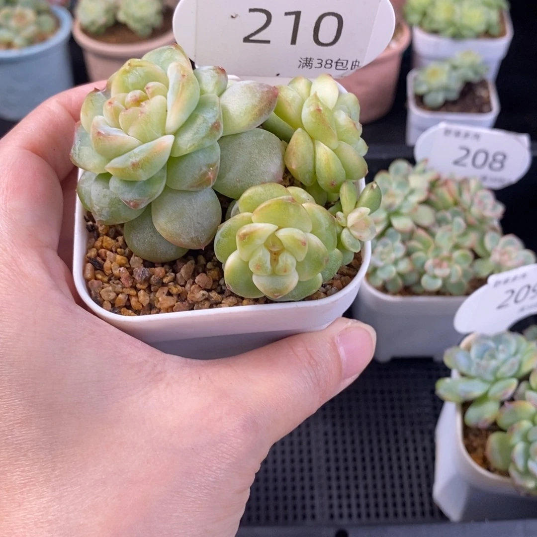 小白兔四头群210号