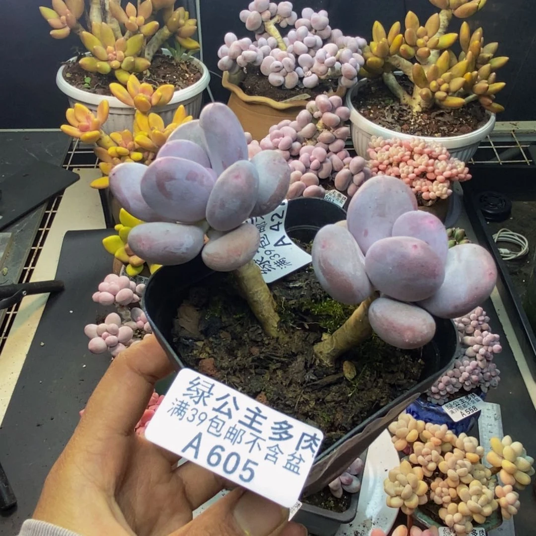 605彩虹奶多肉5c m