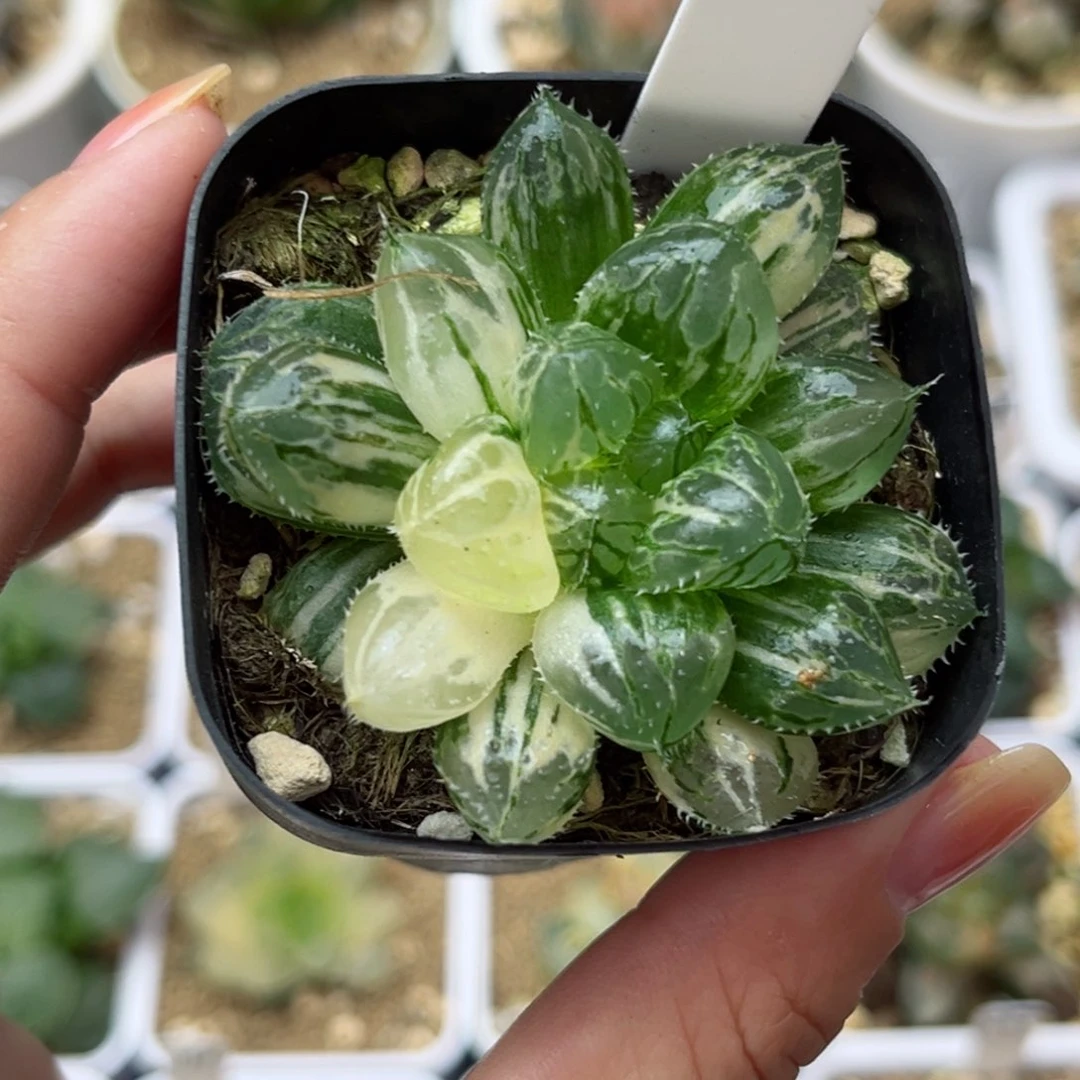 568大叶楼兰玉露锦哈哈哈哈哈