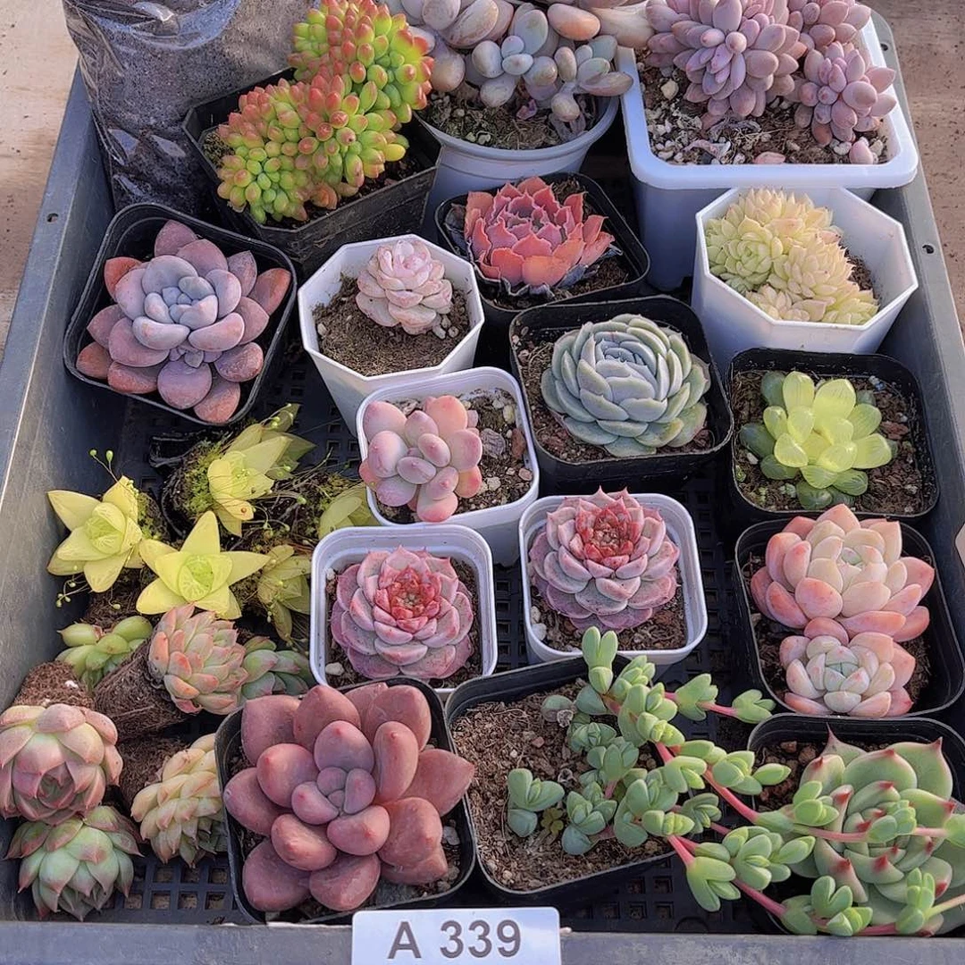 多肉339多肉植物