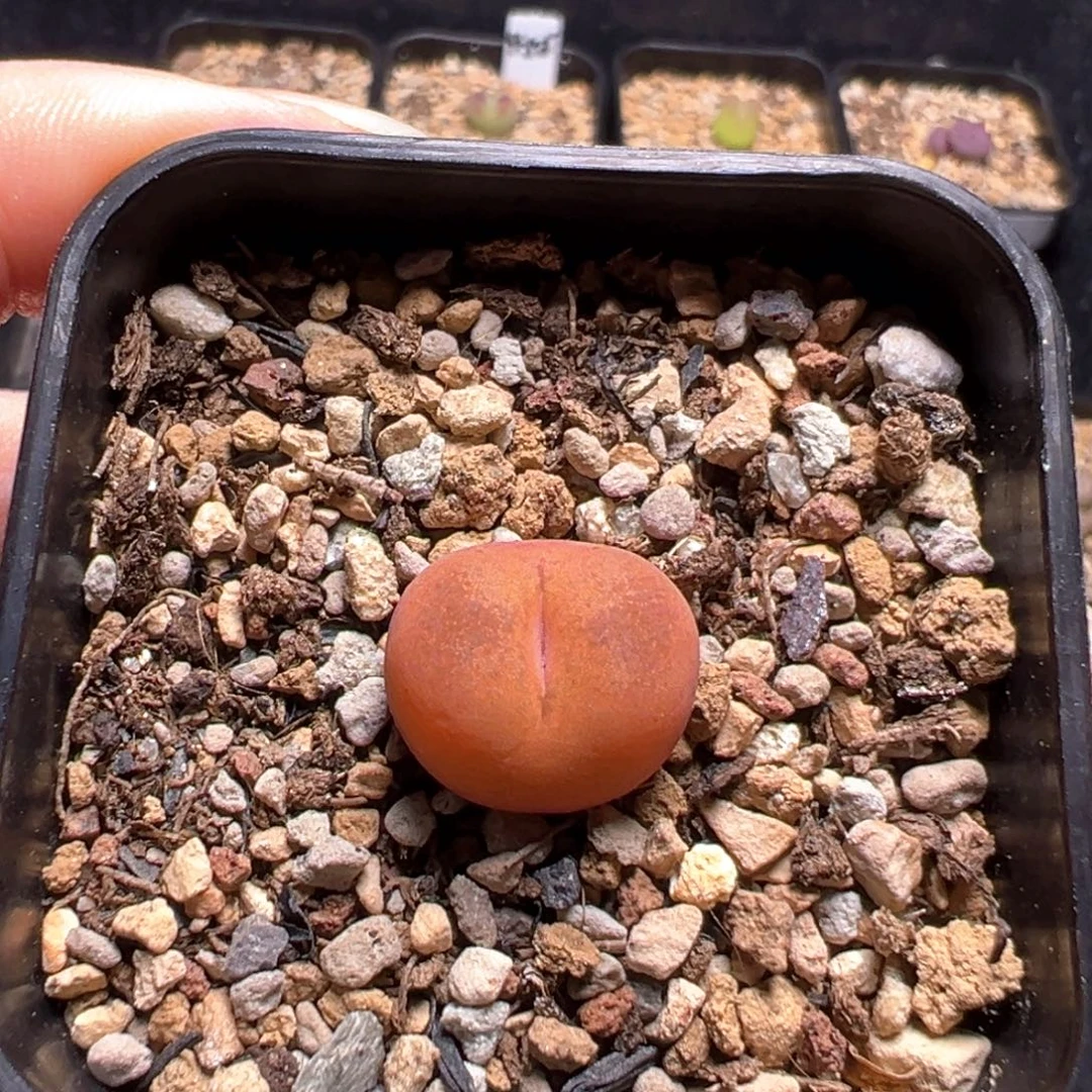 9-10    吕杂一棵