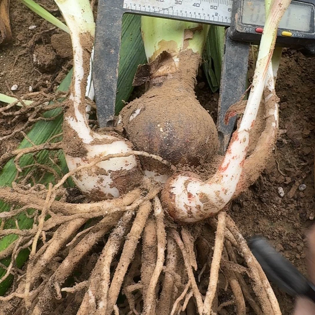 紫纹5.5厘米带6侧裸根剪叶一棵