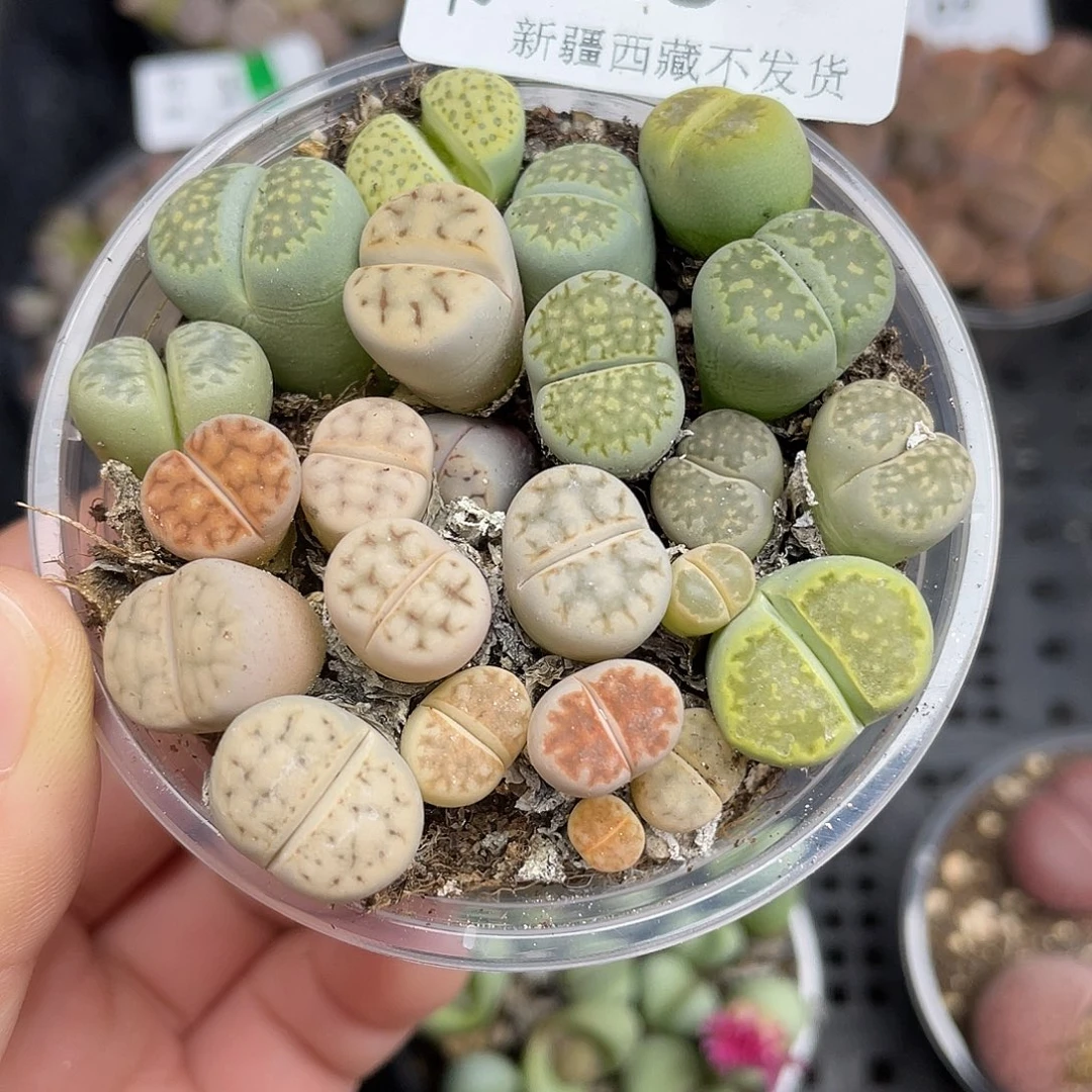 20000000花花花花花花花花花