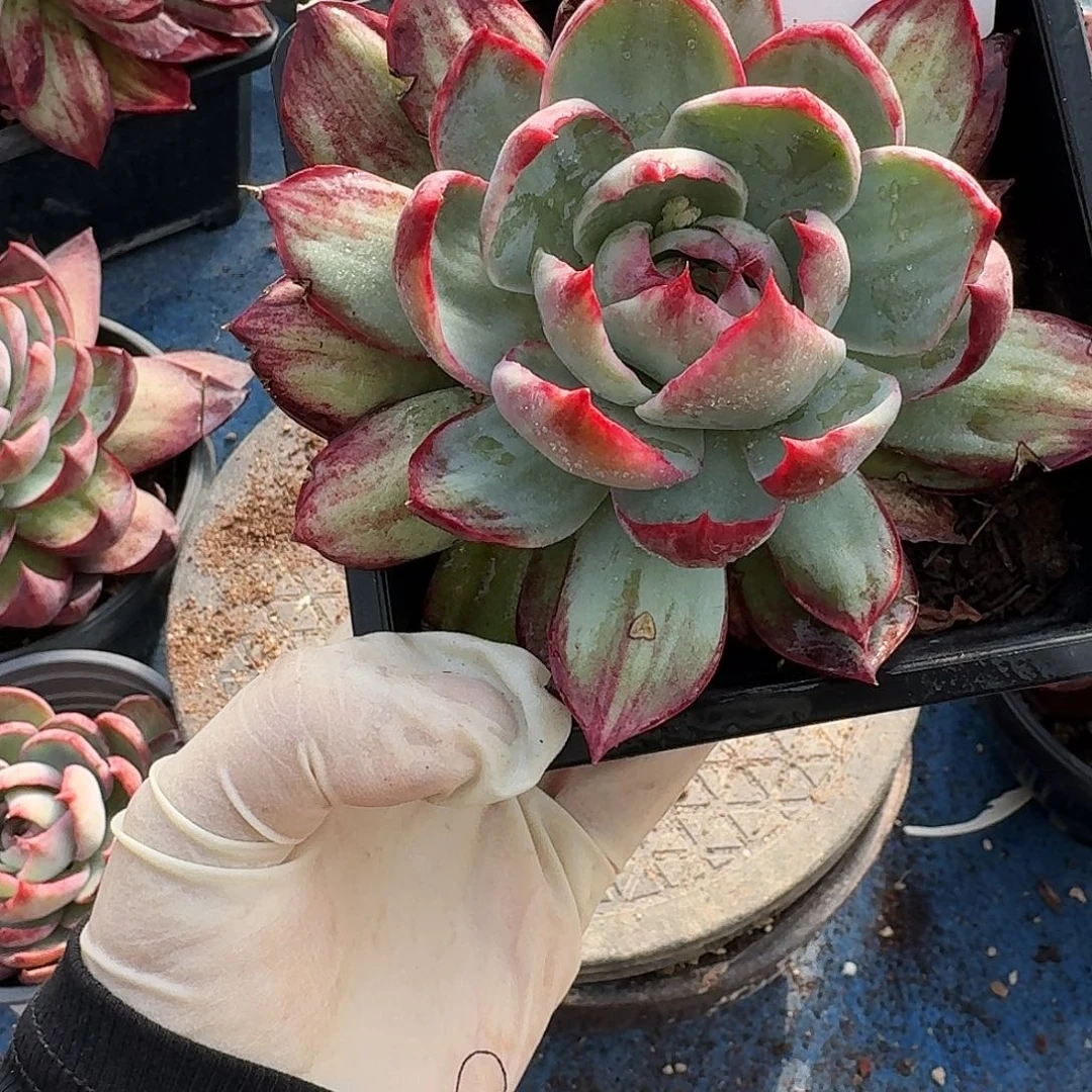 惊鸿惊鸿惊鸿 348...........