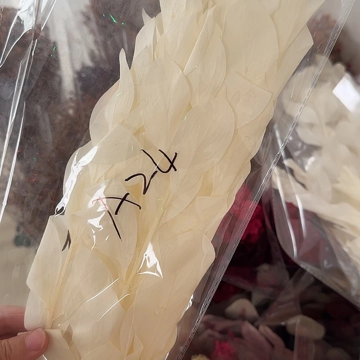 完全开放A24号纯白色桔叶