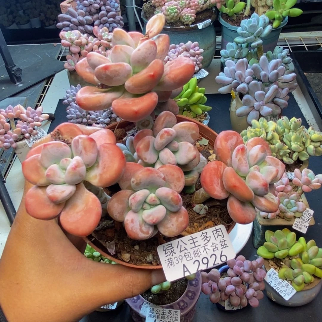 926樱花洛神多肉10c m