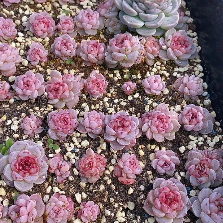 200 多肉植物盆栽花卉植物