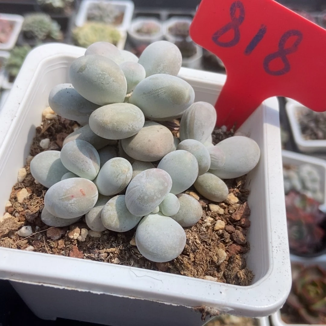 818烟美人多肉植物