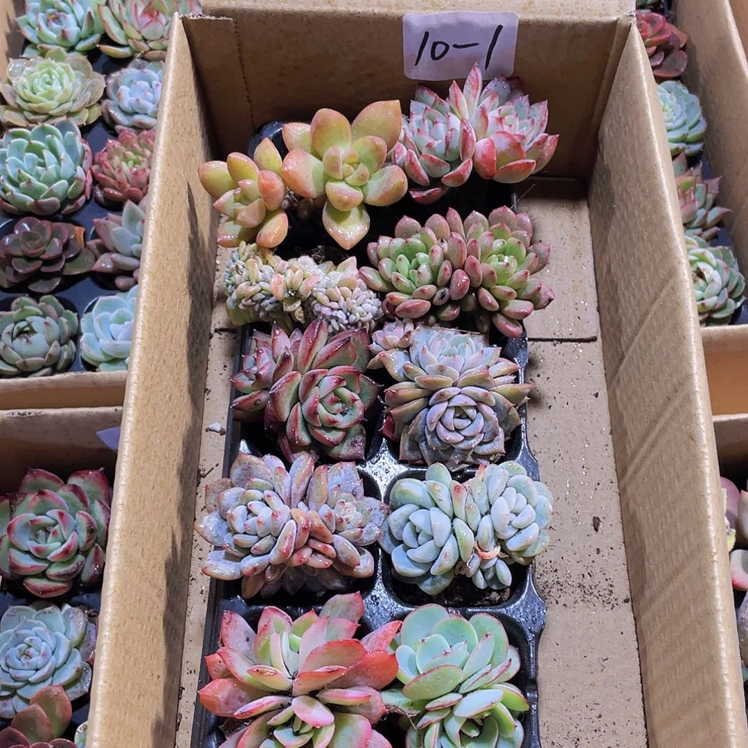 10颗-1号约3-5厘米