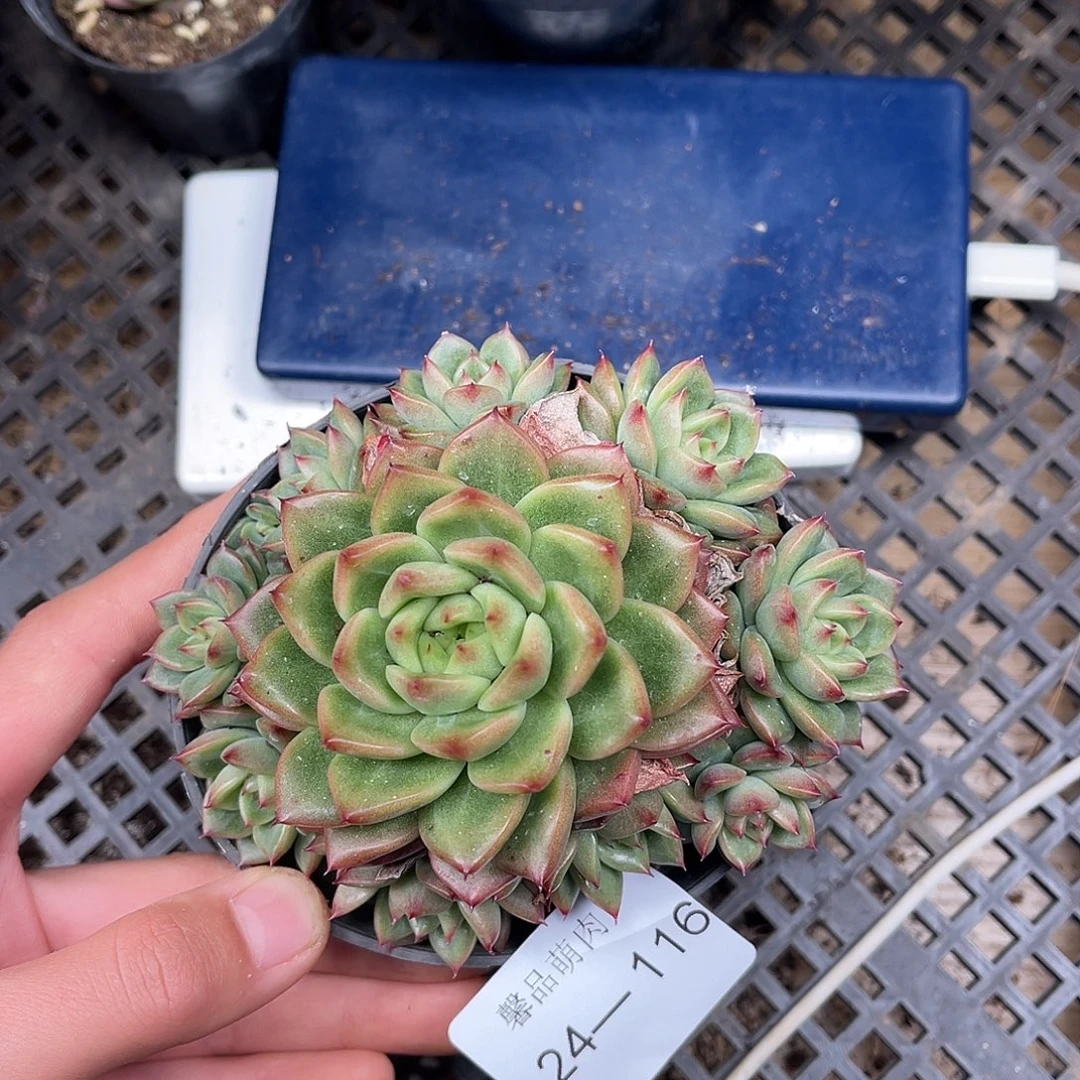 多肉一物一拍24-116