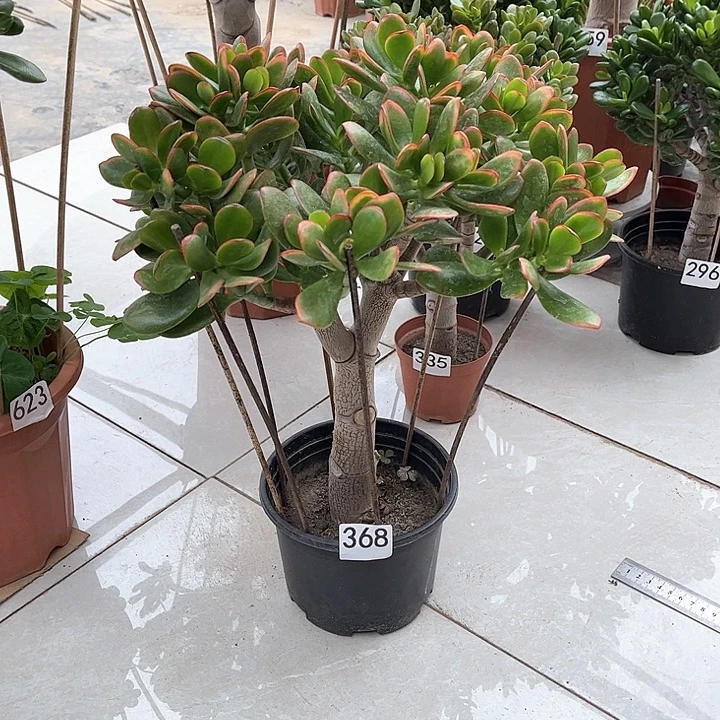 彩玉树花月独杆老桩