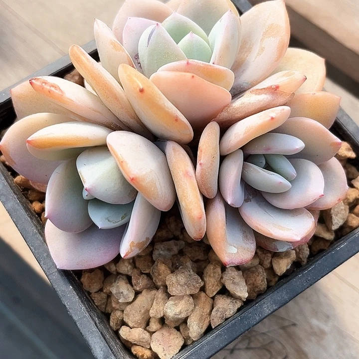 我是你的小可爱啊我的小可爱啊