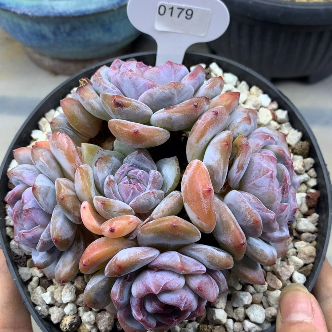 绿底紫心179/12cm6头