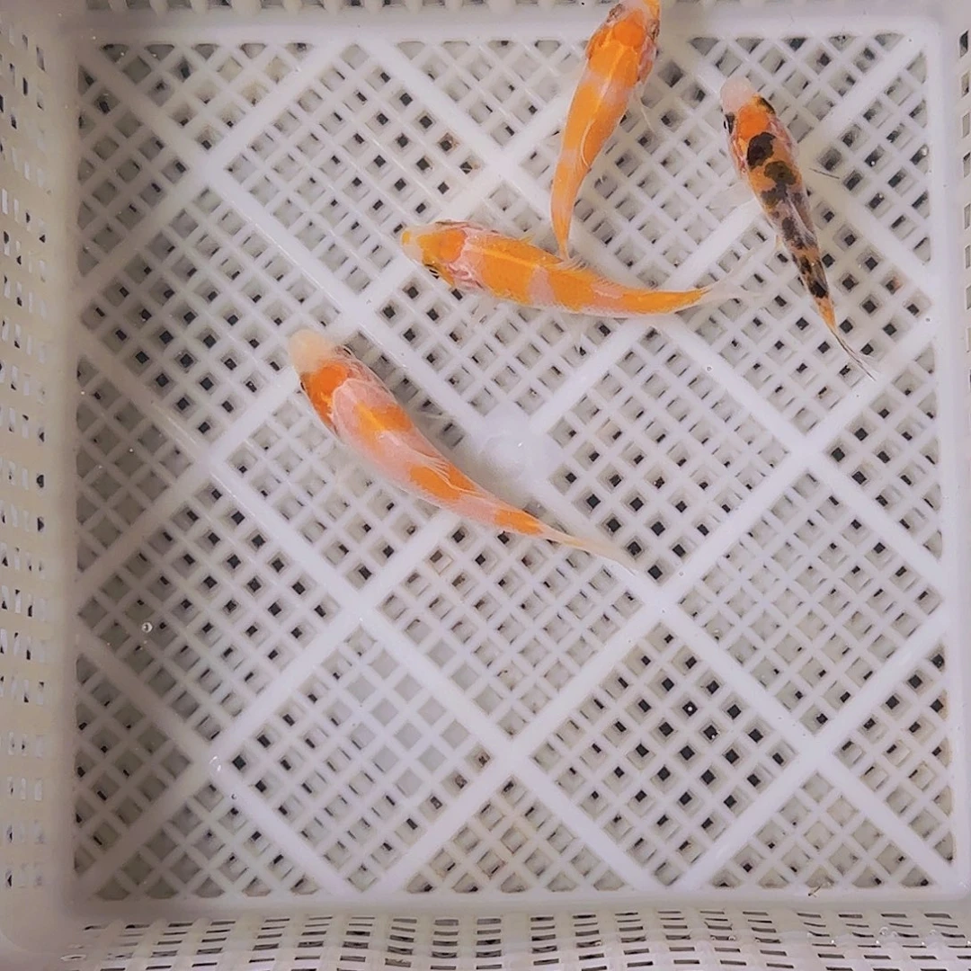 锦鲤一**东锦鲤的故事是