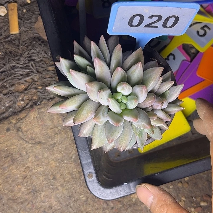 多肉植物水晶球020