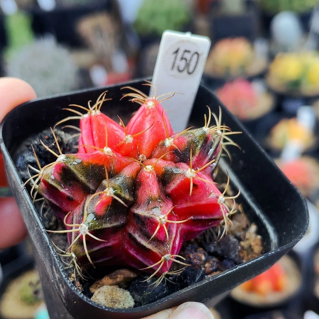 非偏远地区满25包邮仙人球