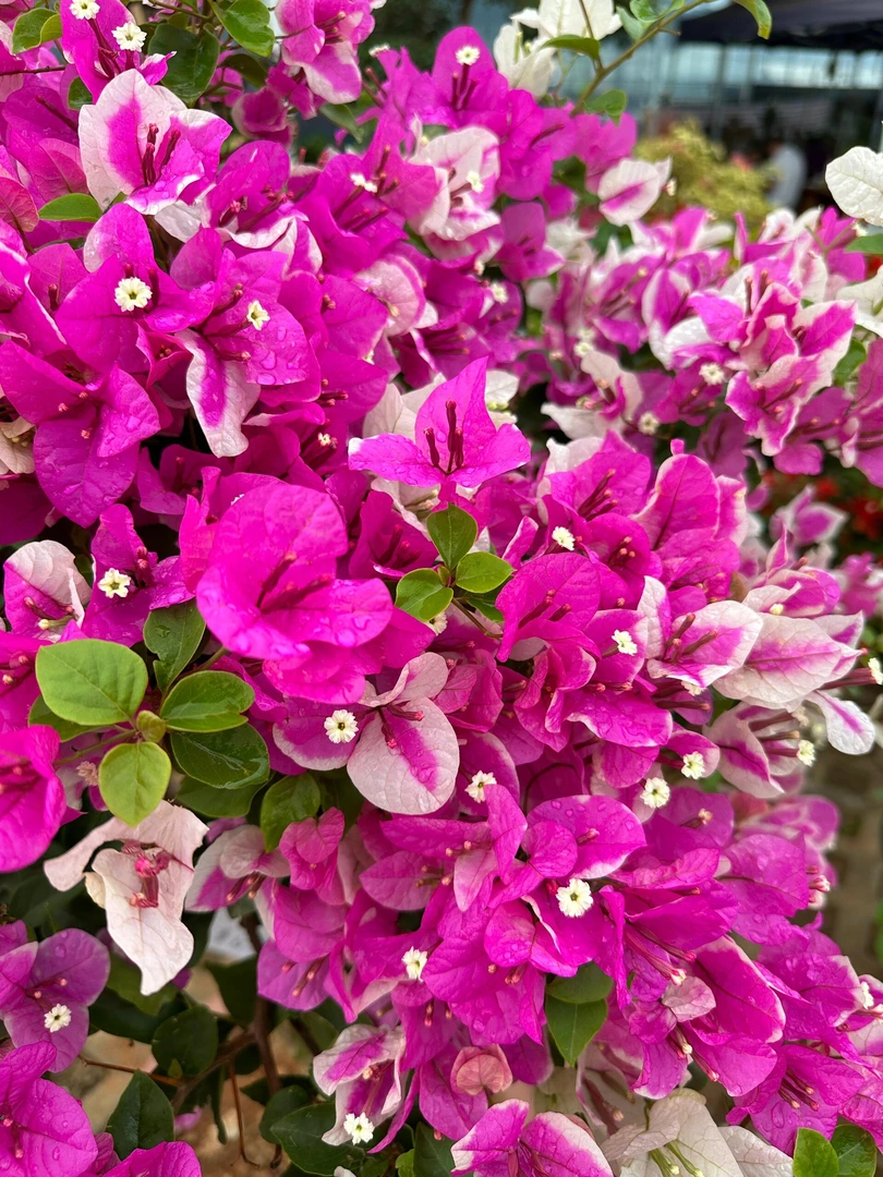 【漳红樱】三角梅四季开花勤花品种盆栽地栽室内外庭院爬藤绿植物