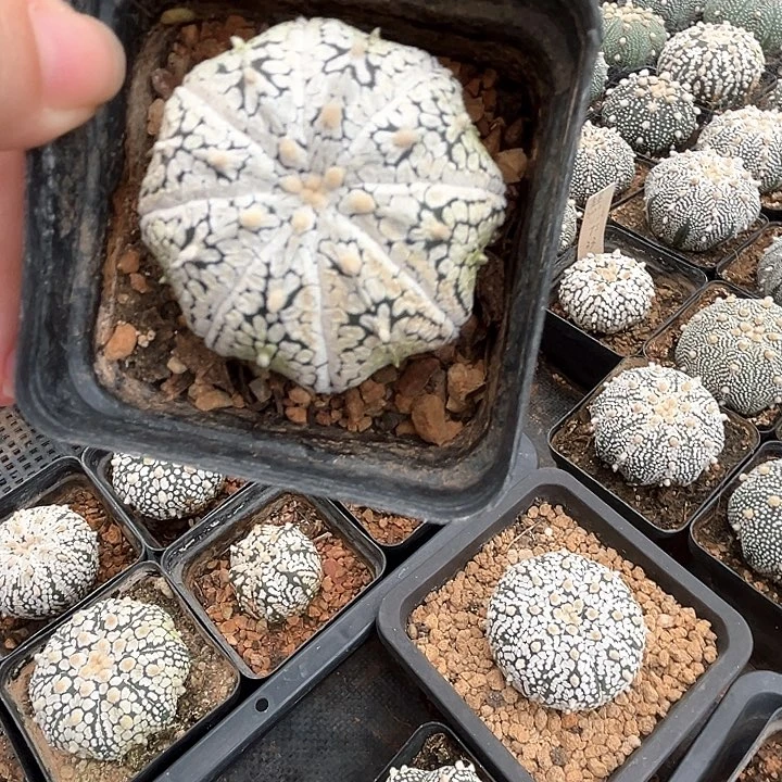 海星v兜5.4cm一物一拍