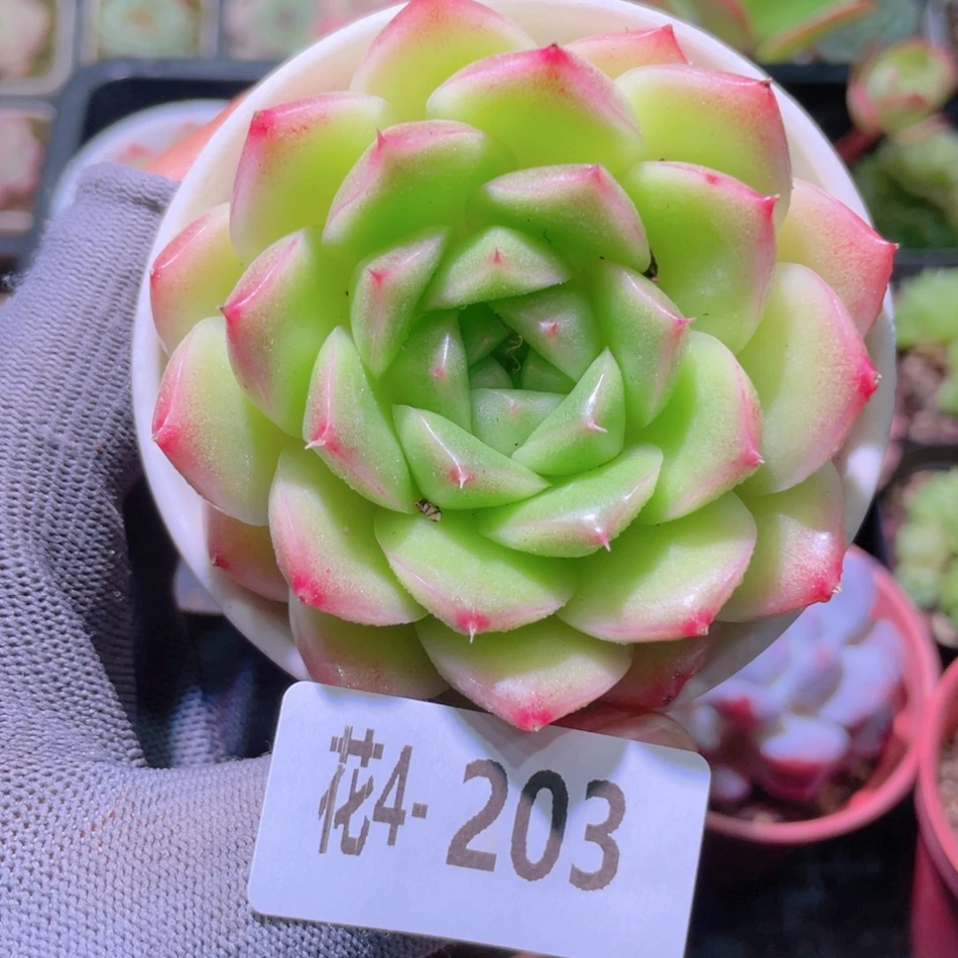 花利美4-203麦秆
