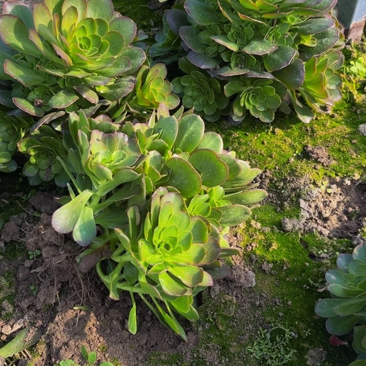 魅金多肉植物捧花的