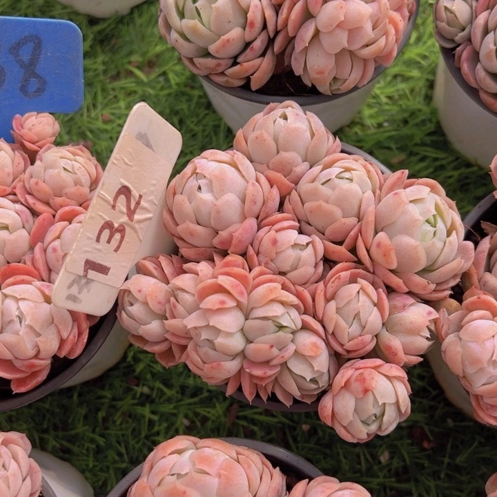 健健康康平平安安