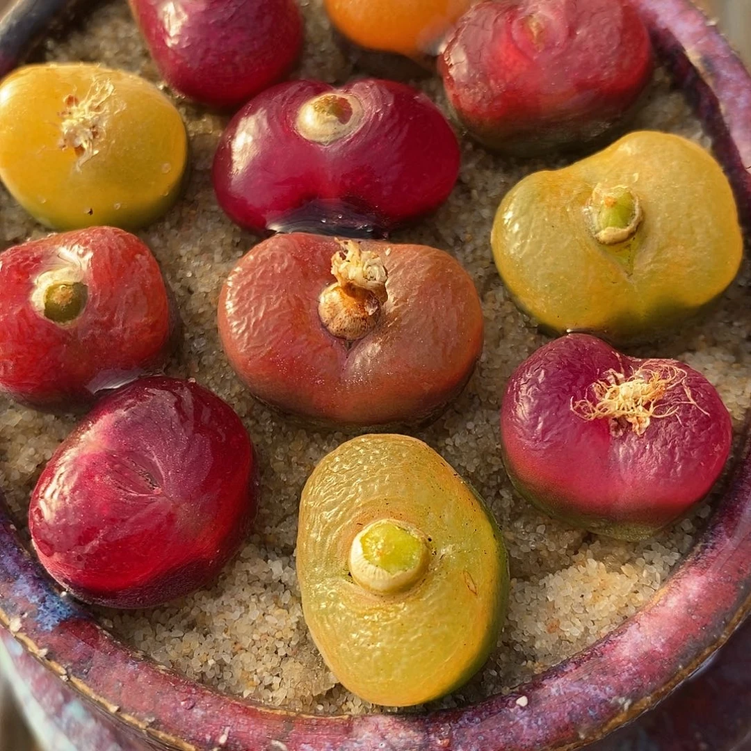 2929矮扁一组彩色。