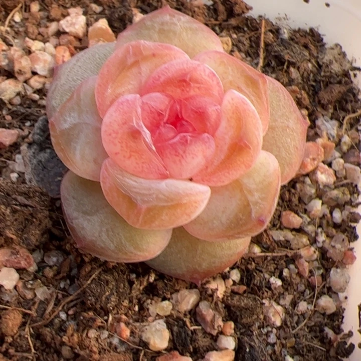 ****momo专拍链接啊啊啊啊啊