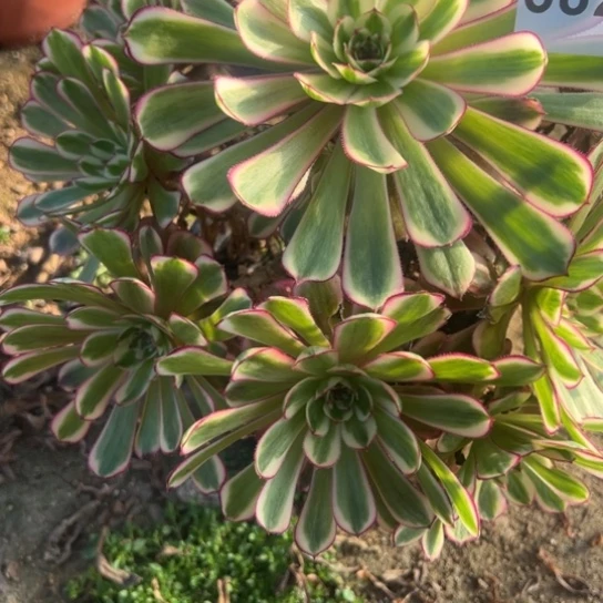 @***r682白月光多肉植物花花