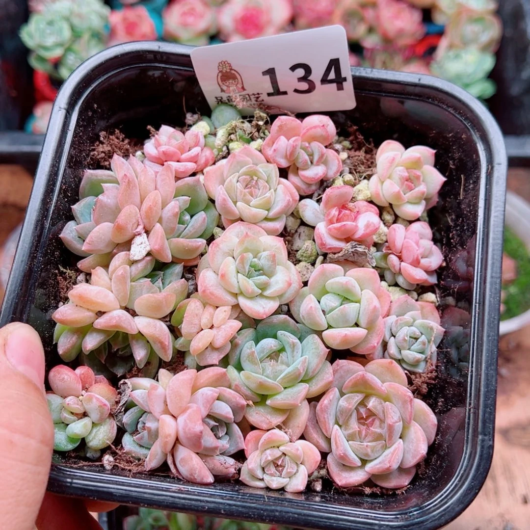 多肉植物多肉植物