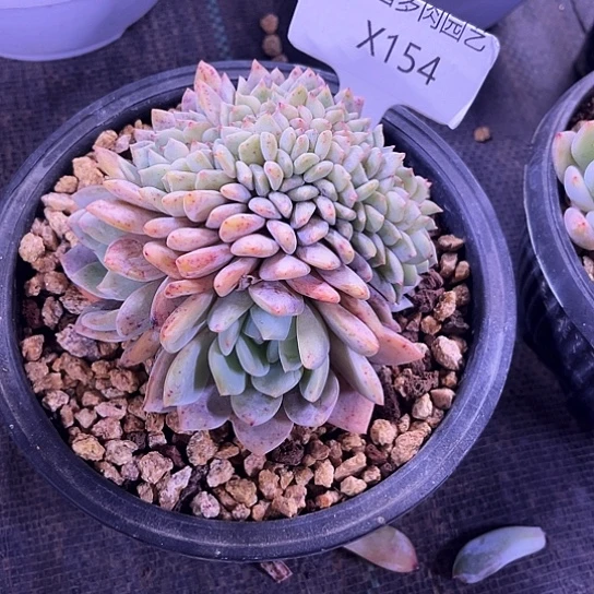 牧**妈我是第一百个为妖刀应援的阴阳桃花姬