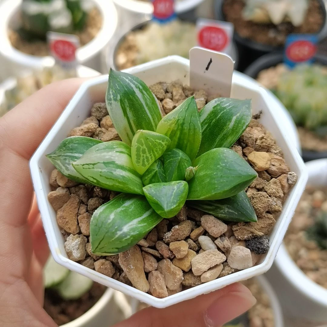 1号寿锦一物一拍带盆土发货