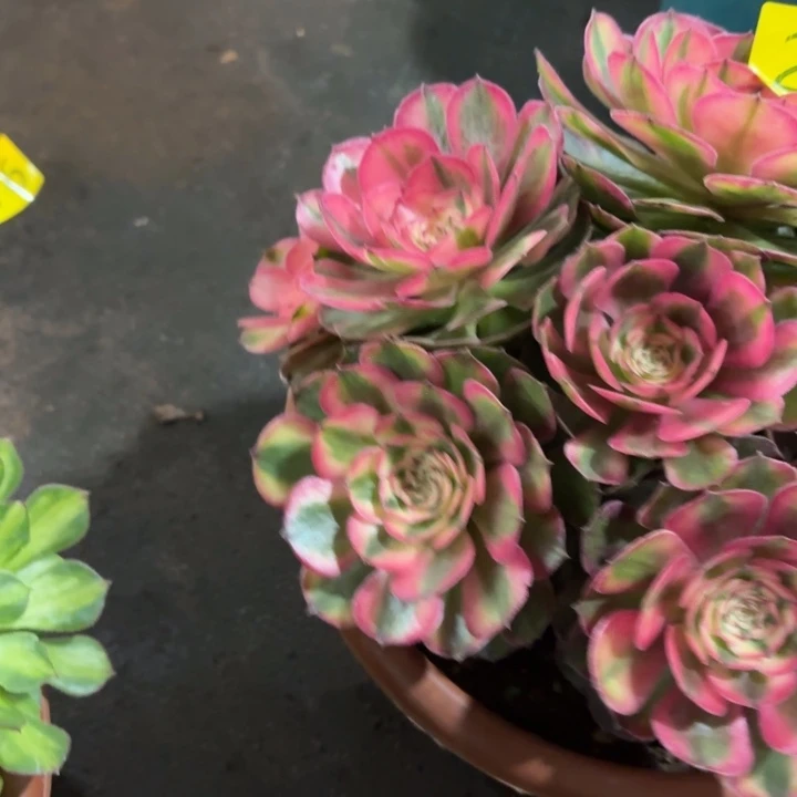 哈哈多肉葡萄福利282