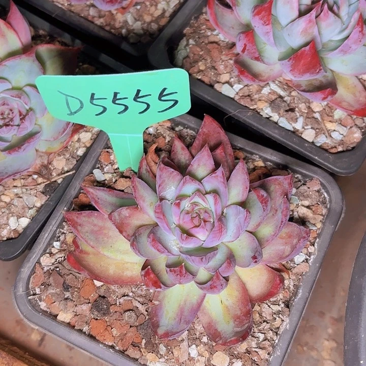 再**系惊鸿一物一拍D5555