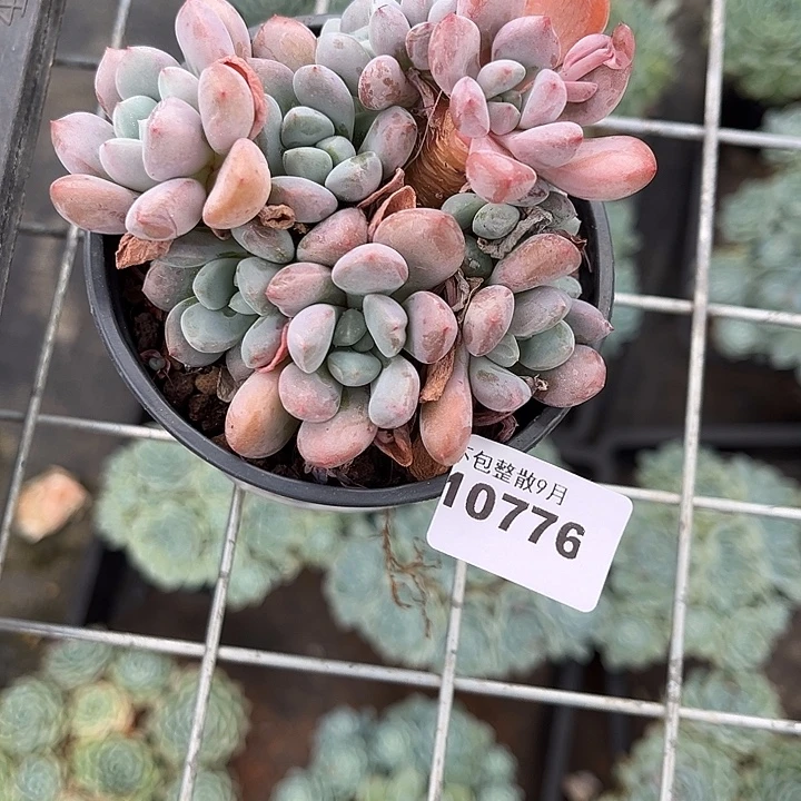 阿雅园艺。        776白鹭