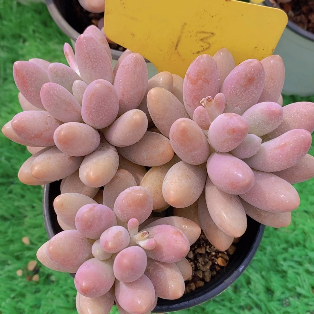 女神活动，多肉植物，一单包邮