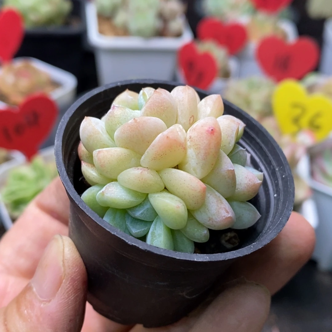 精品多肉一物一拍不包整12