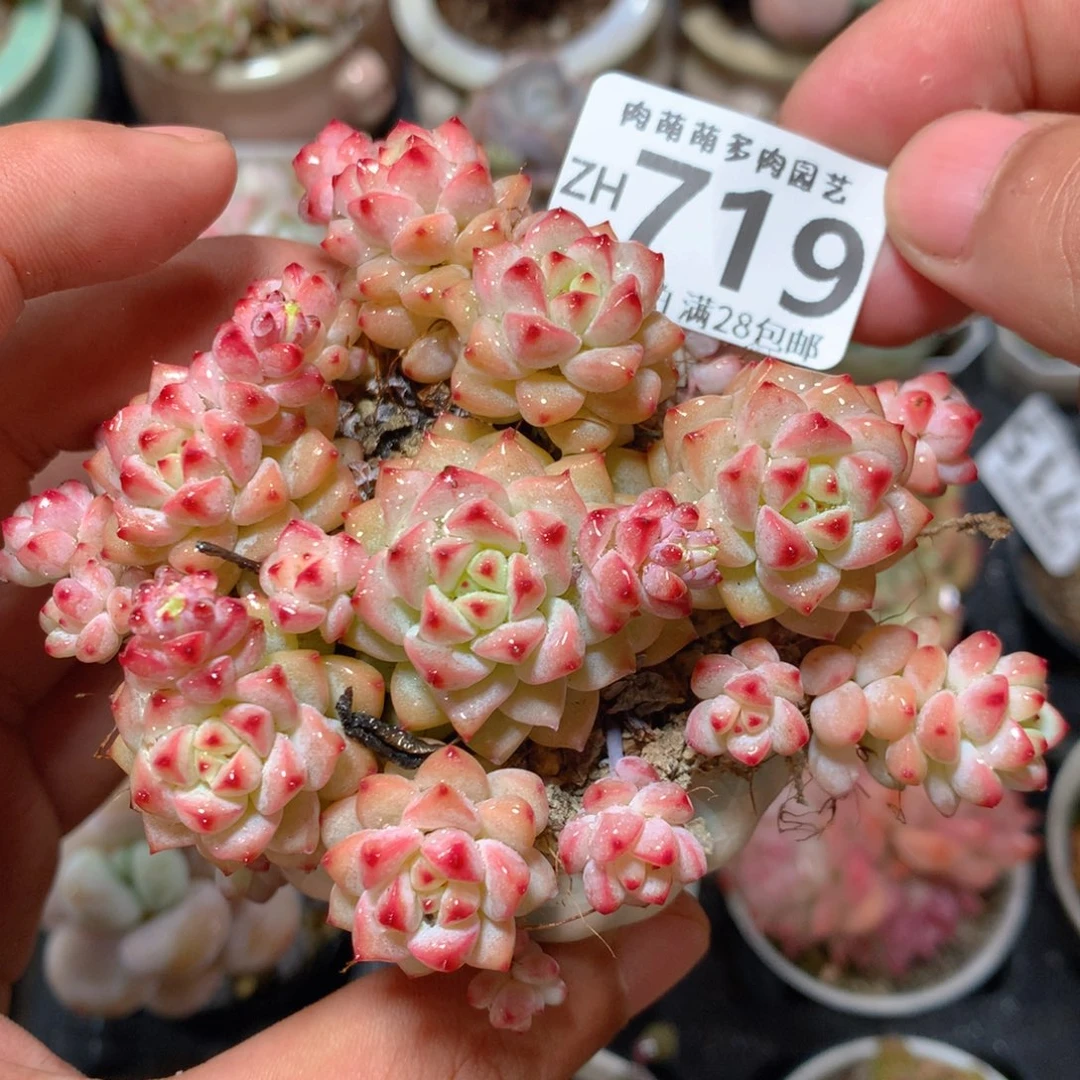 5CM拇指盆精控多肉ZH719