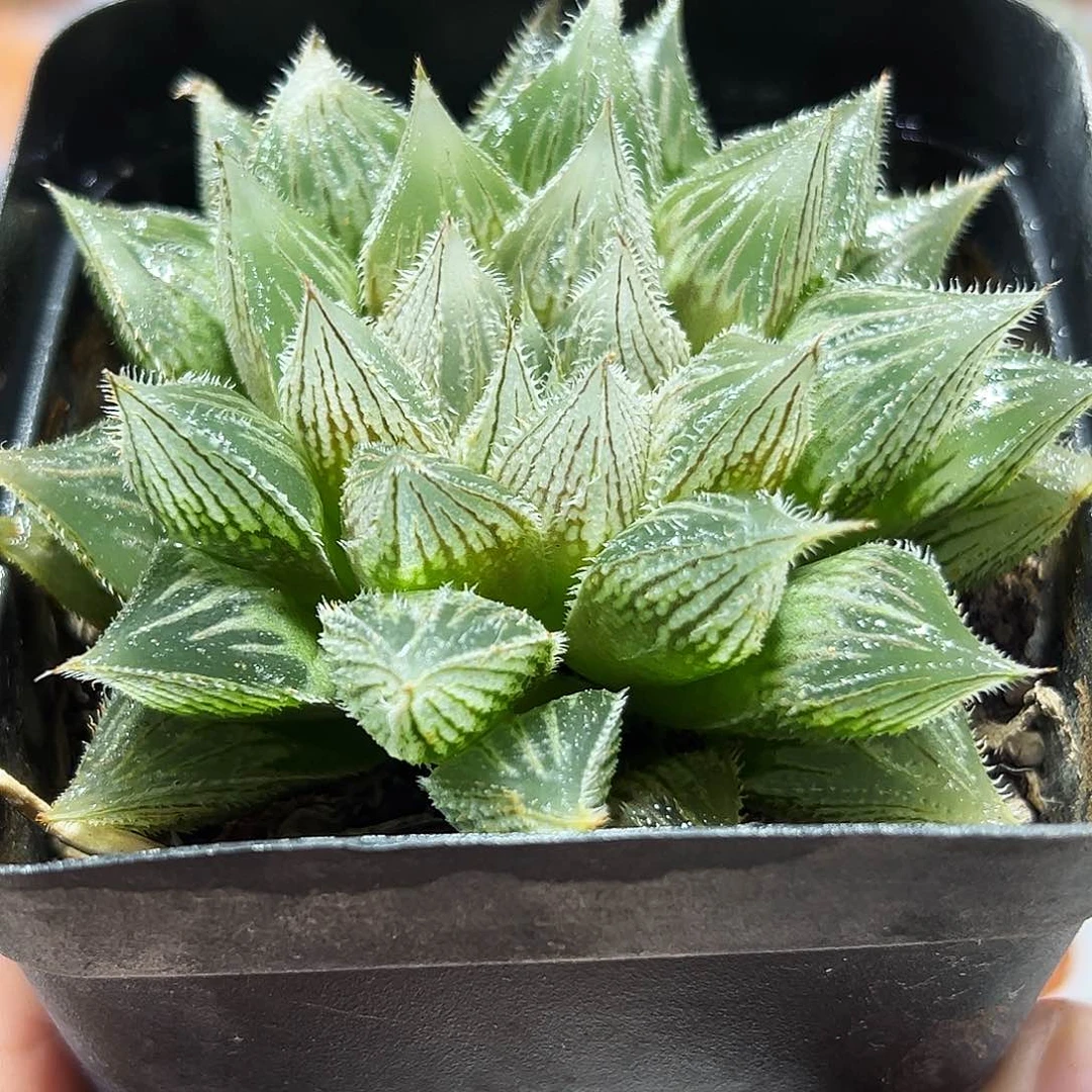 十二卷多肉实生1