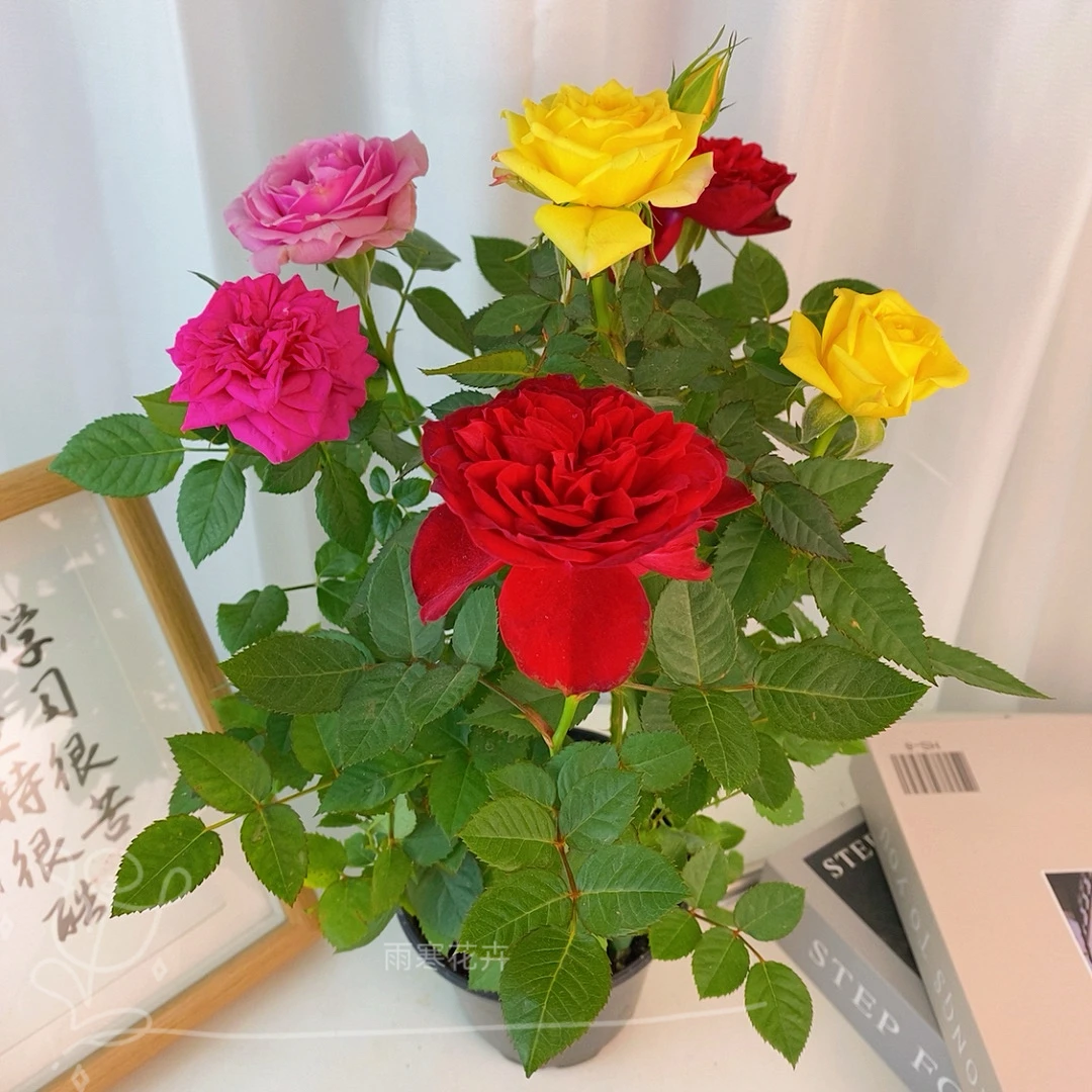 彩虹月季玫瑰花苗四季开花盆栽植物室内阳台好养庭院耐寒耐热花卉